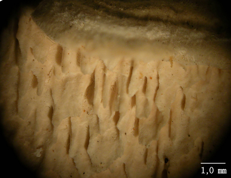 Ritrovamento n 5 del 26-11-2011 (Irpex lacteus)